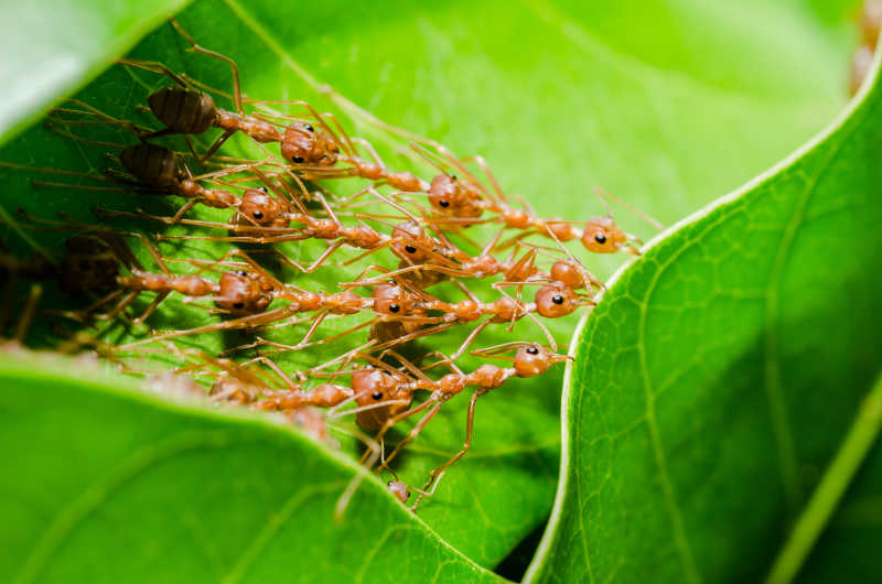 蚂蚁团结筑巢