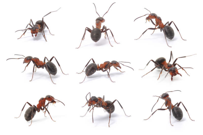 九只蚂蚁
