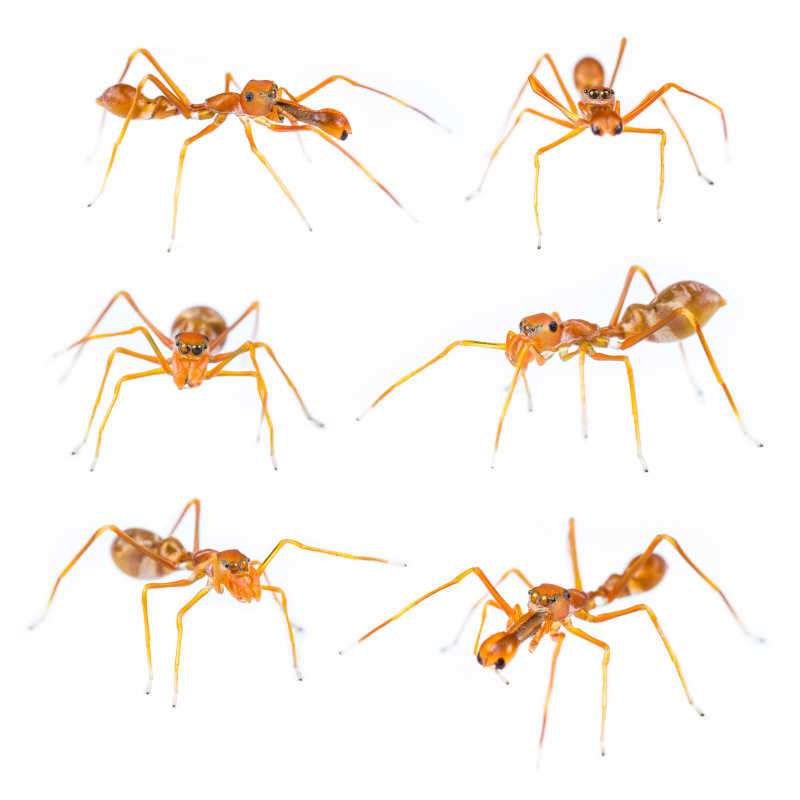 白色背景下的六只蚂蚁