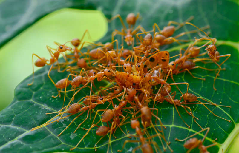 树叶上搬食物的一群蚂蚁