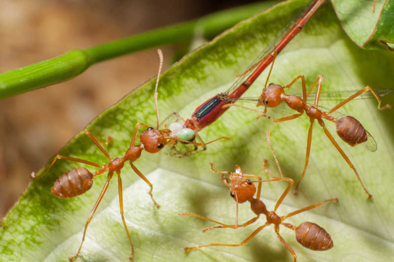 捕捉蜻蜓的蚂蚁