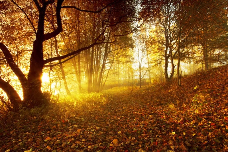 波兰森林里的秋天
