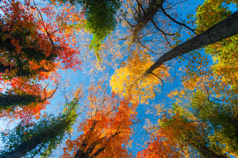 森林里阳光灿烂的日子里充满活力的秋色