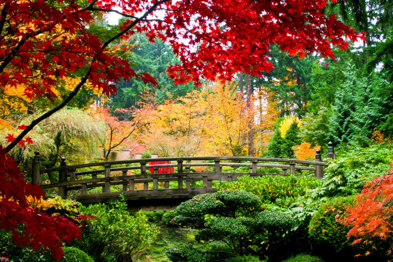 秋季日本花园的美景