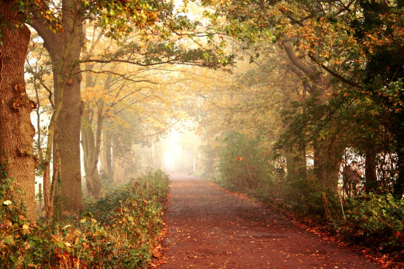 秋日早晨一条有雾气的宁静小路