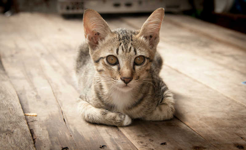 木质地板上趴着的可爱猫咪