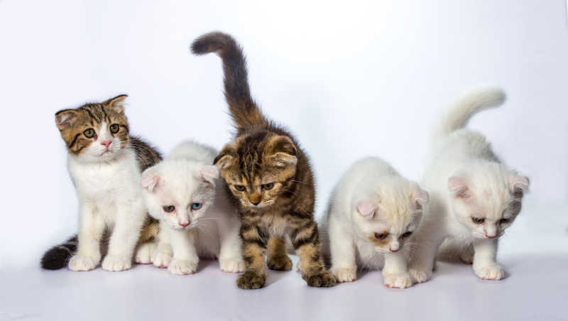 白色背景下的5只猫宝宝
