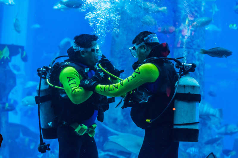 大型水族馆中在鱼群里工作的两名潜水员