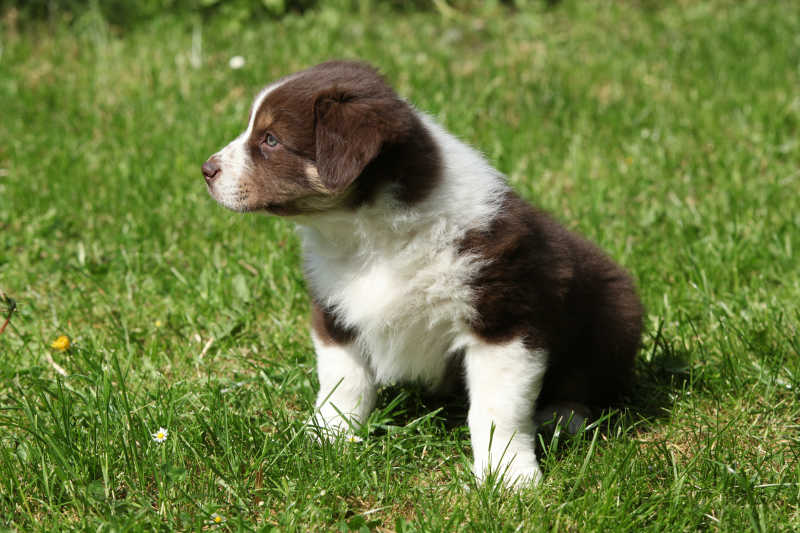 澳大利亚牧羊幼犬蹲坐在草地上