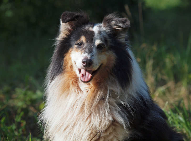 喜乐蒂牧羊犬在草地上的自然镜头