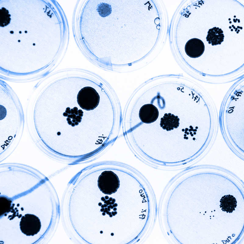 在琼脂培养皿中培养细菌作为科学实验的一部分