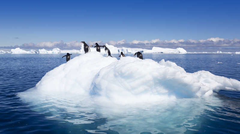 企鹅在湖上冰山顶