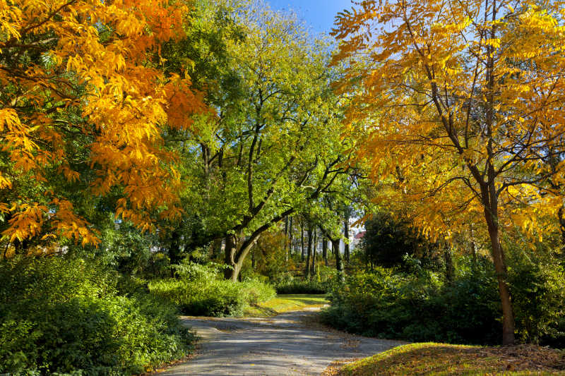 秋天公园的小路