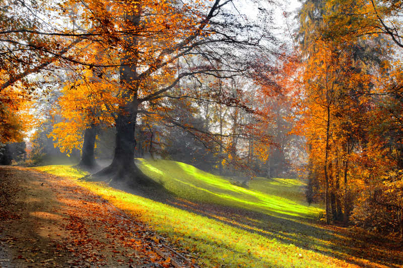 秋天公园的树木