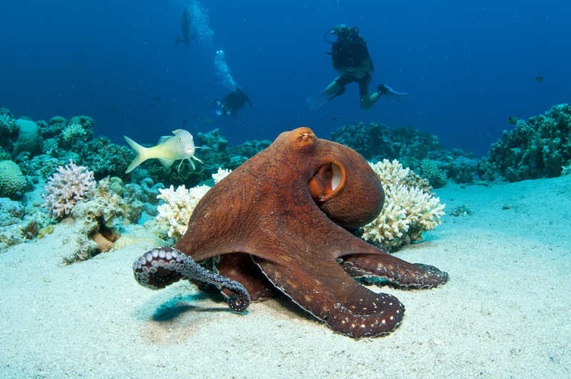 红海碧水珊瑚礁上的红章鱼