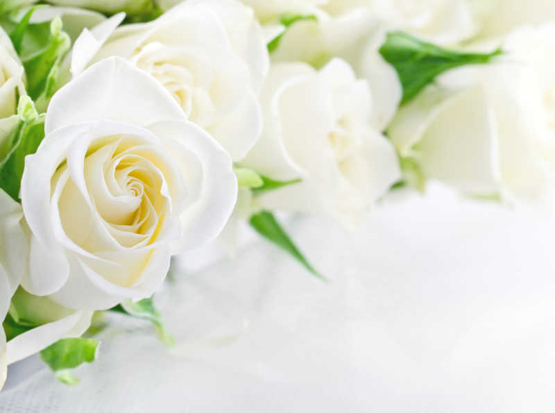 白色玫瑰花捧花