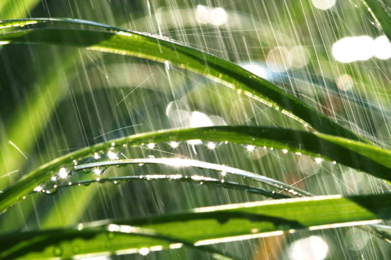 雨滴落在叶子上