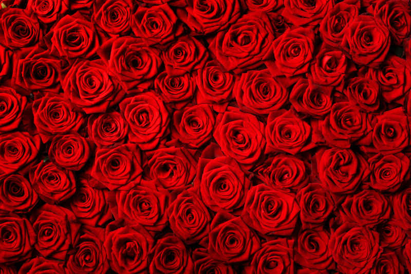 整齐的红色玫瑰花