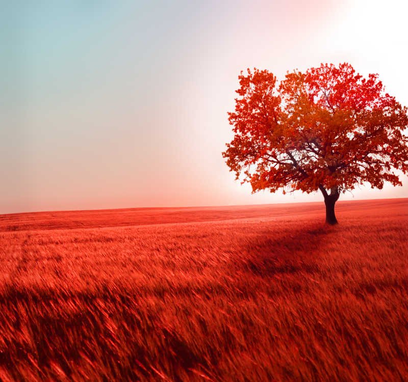 红色草原与树木