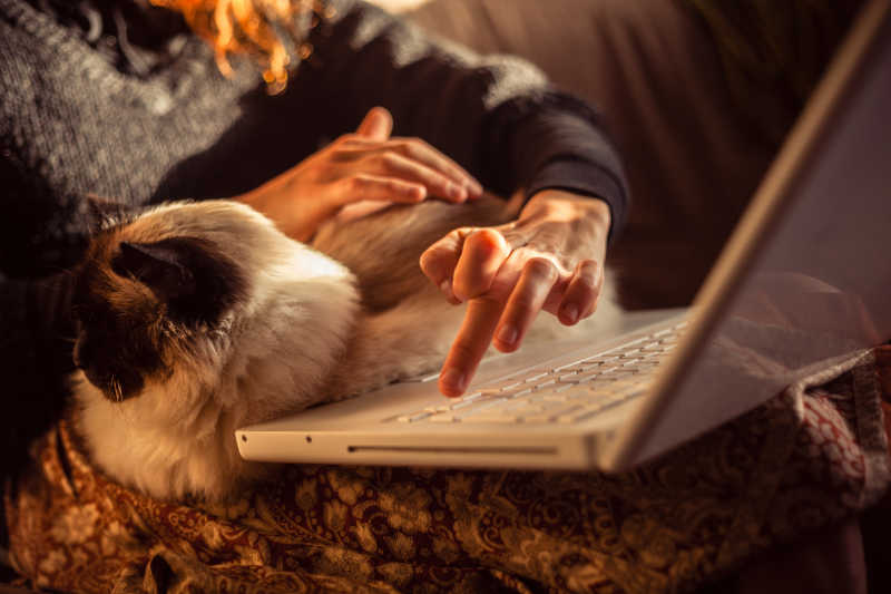 抱着波斯猫坐在电脑前的美女