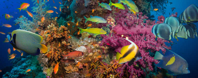 绚丽多彩的珊瑚与热带鱼