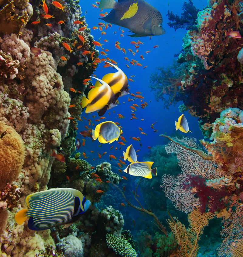 美丽多彩的珊瑚礁和热带鱼