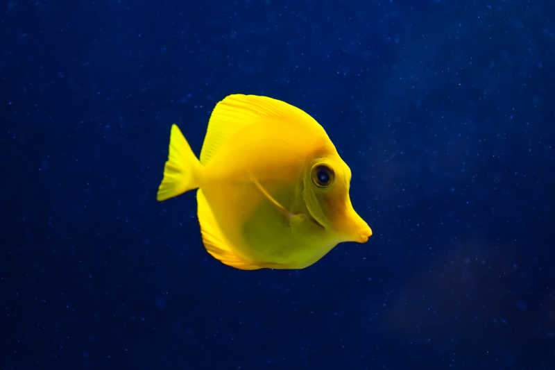 可爱的黄色热带鱼