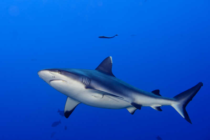 蓝色背景上的灰色鲨鱼