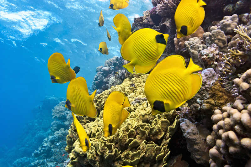 珊瑚礁旁的黄色热带鱼