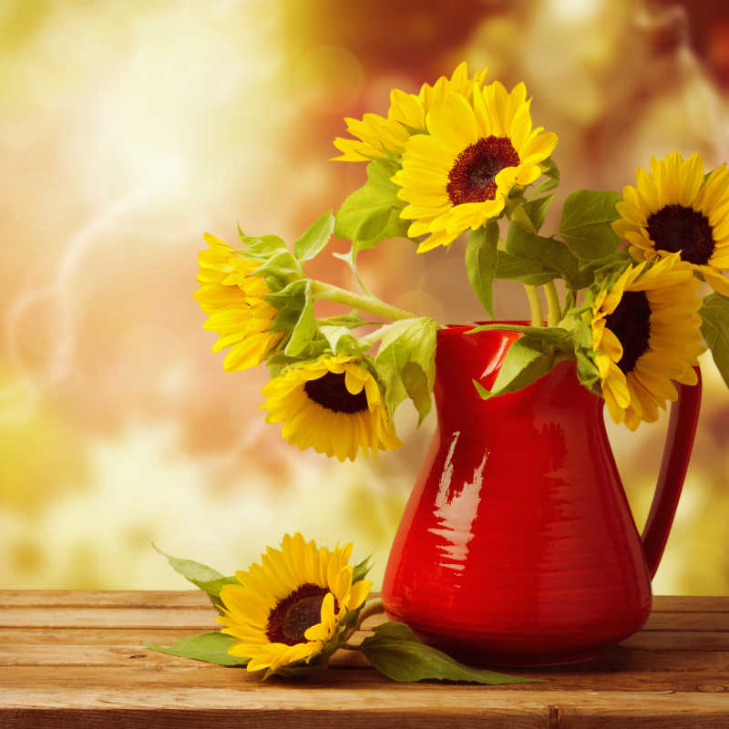 红色花瓶里的向日葵