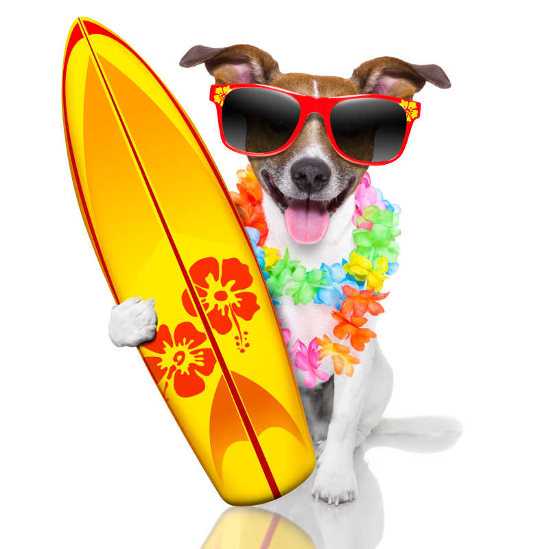 拿着冲浪板的可爱冲浪狗