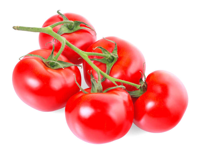 白色背景下带着藤蔓的一串西红柿