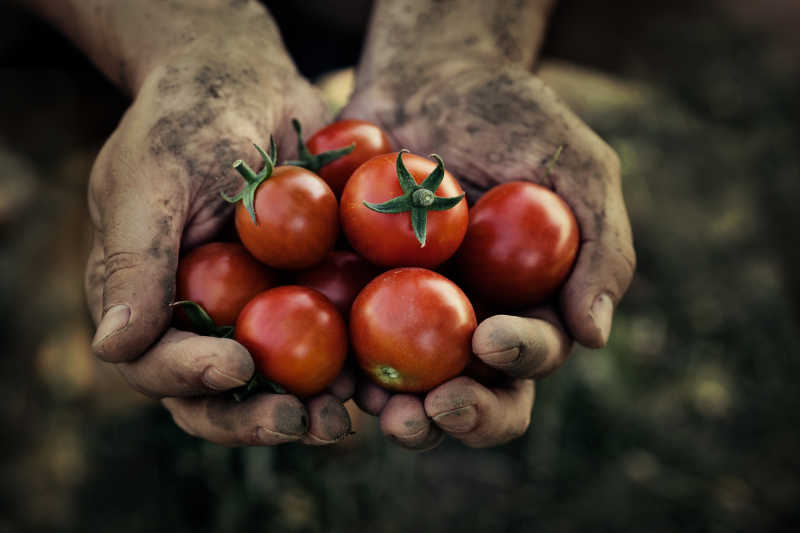 满是泥土的农民手中捧着满满的西红柿