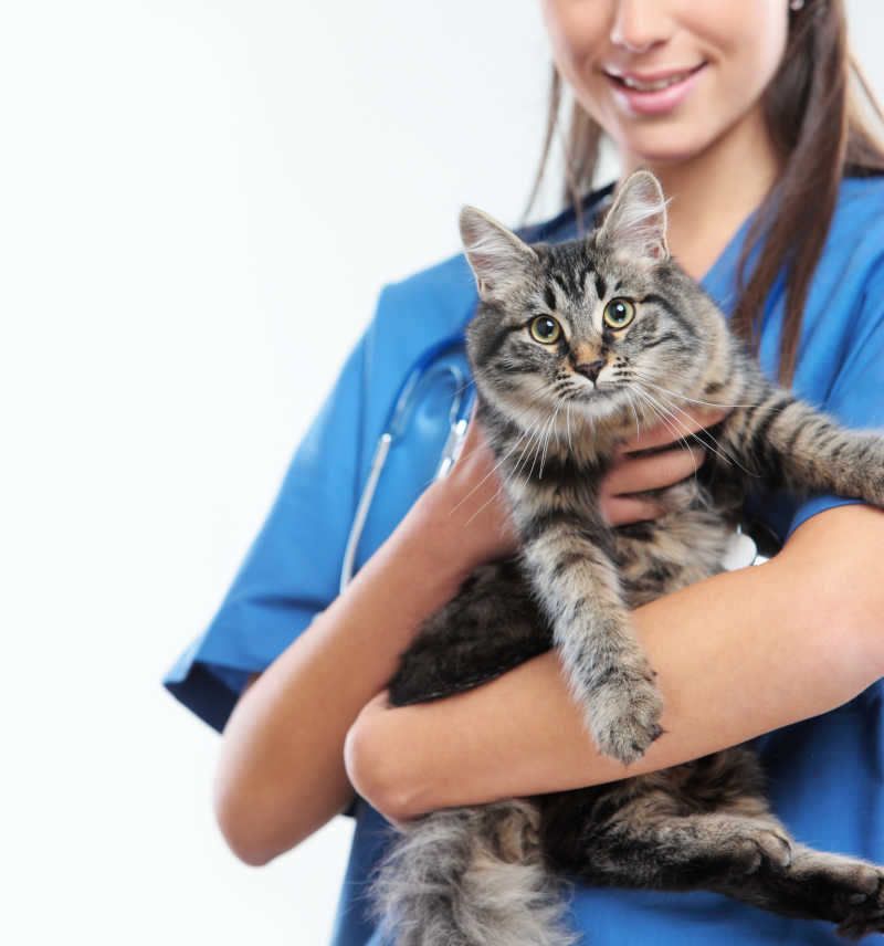 抱着猫咪的女兽医