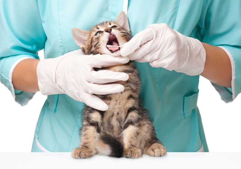 检查猫咪牙齿的兽医