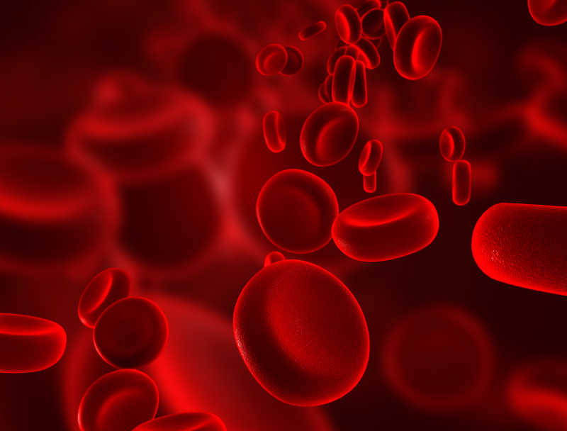 血液中的红细胞