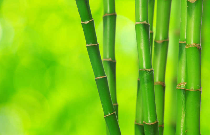 绿色背景下的绿色竹子