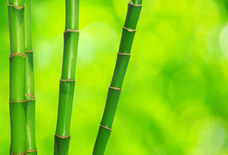 绿色背景下的竹子
