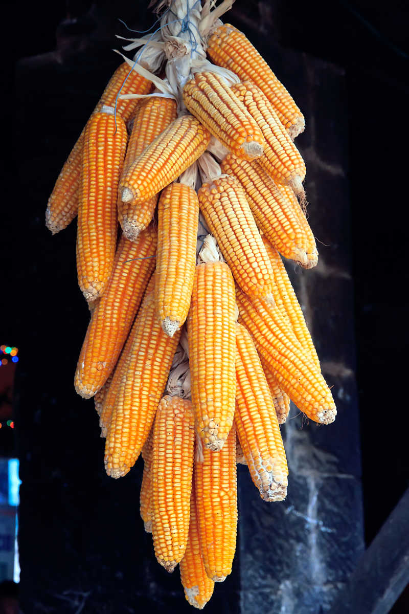 悬挂着的晒干的玉米