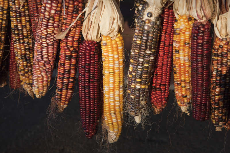 晒干的不同品种的玉米
