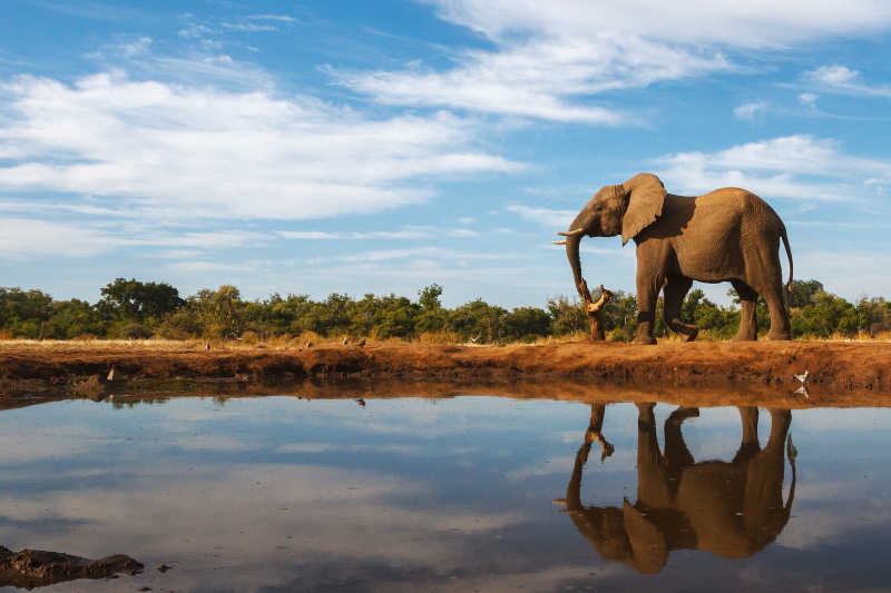 博茨瓦纳的大象