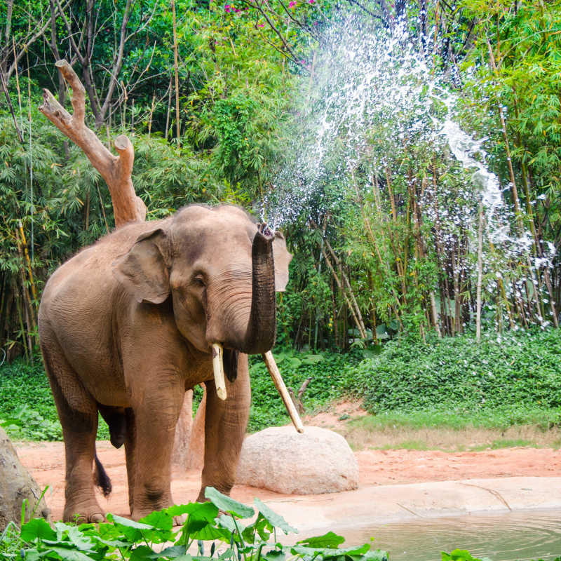 正在喷水的大象