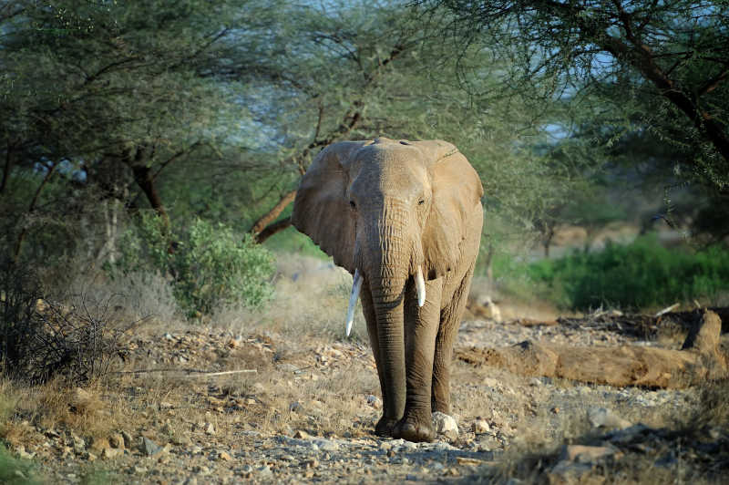 肯尼亚国家公园的野生大象