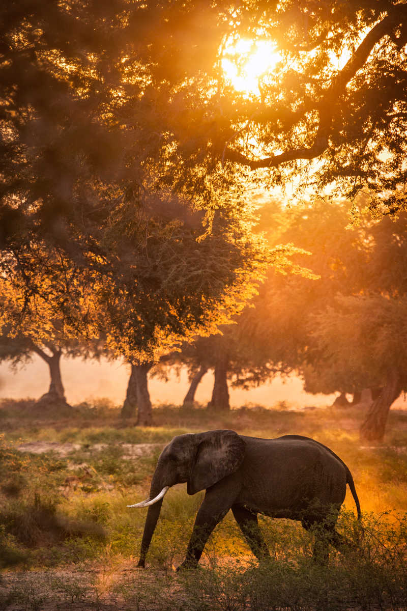 夕阳下的奔跑的大象