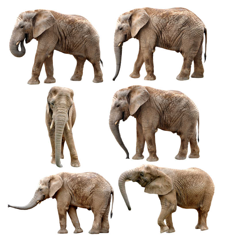 不同角度的非洲象
