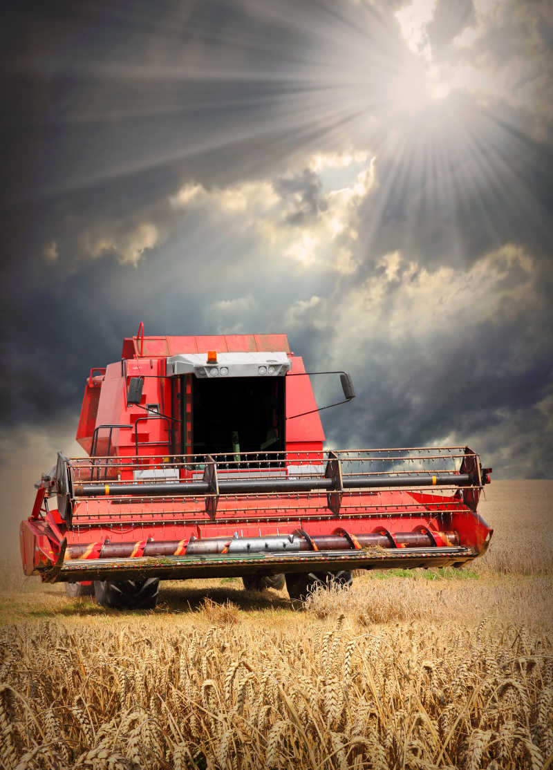 阳光下金色麦田里的红色的小麦联合收割机