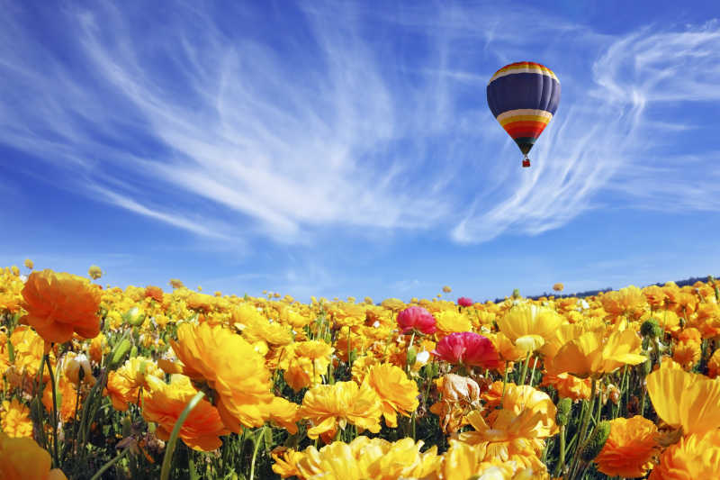 蓝天背景下毛茛花田上空的彩色热气球