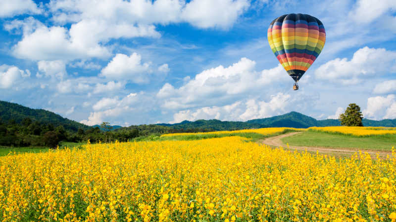 蓝天白云山峦背景下黄色油菜花上空的彩色热气球