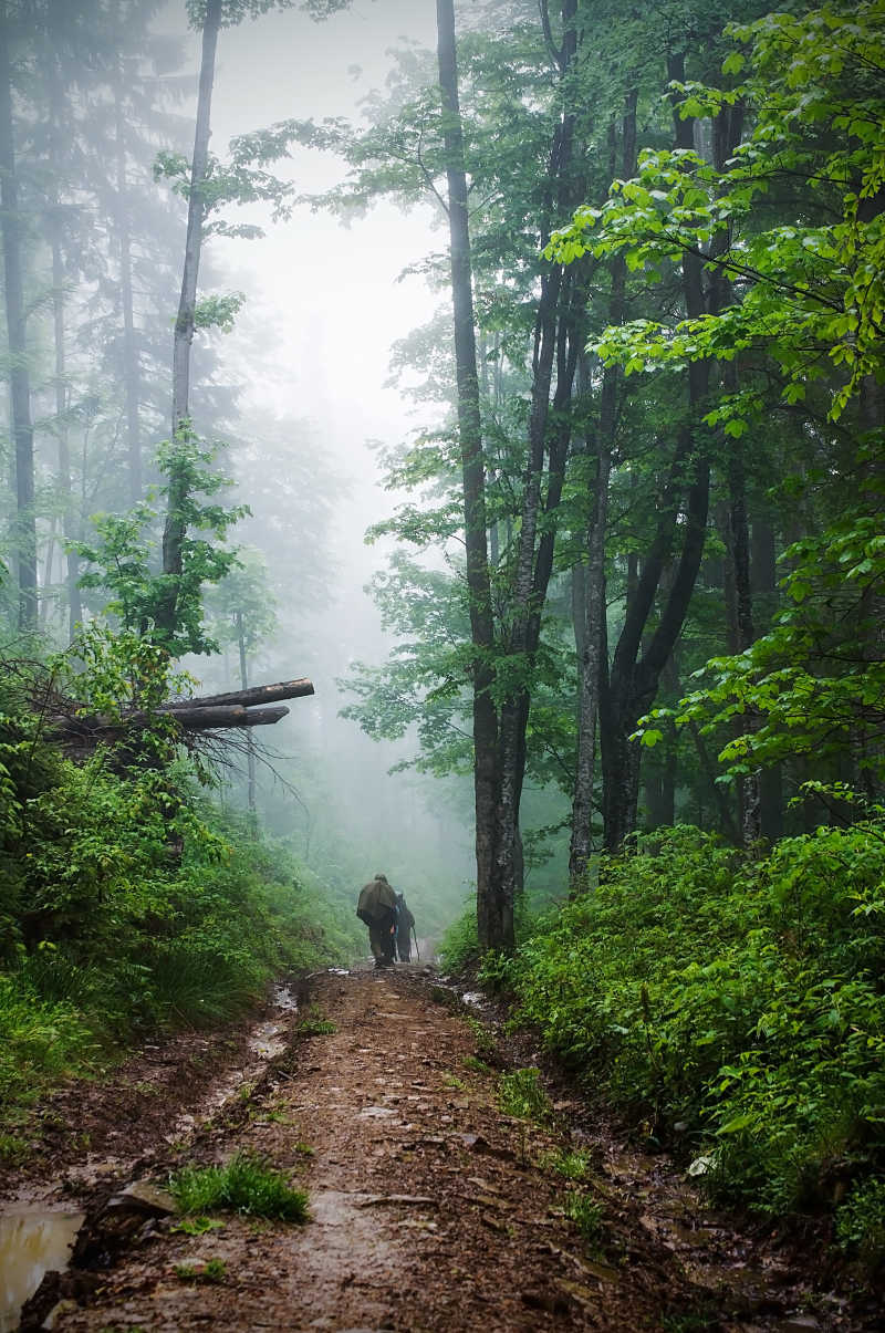 在森林深处雾和行走的人