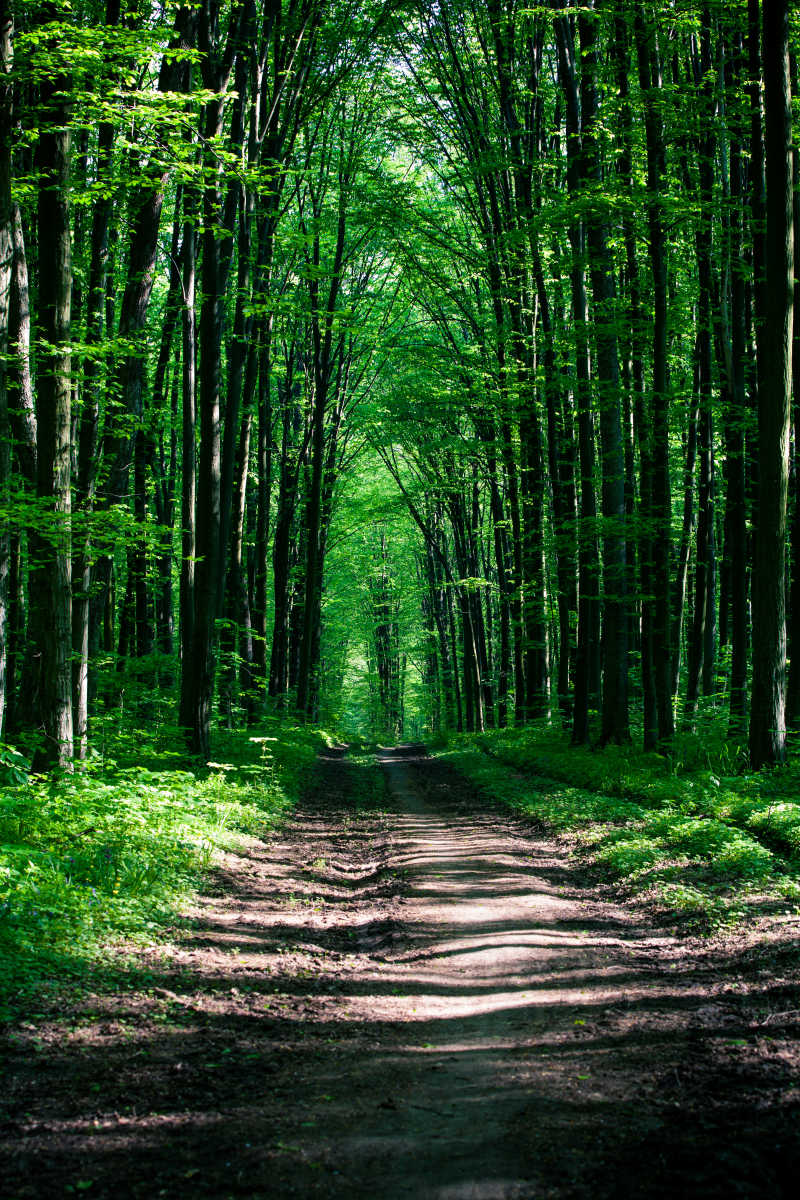 美丽的绿色森林和幽静的路